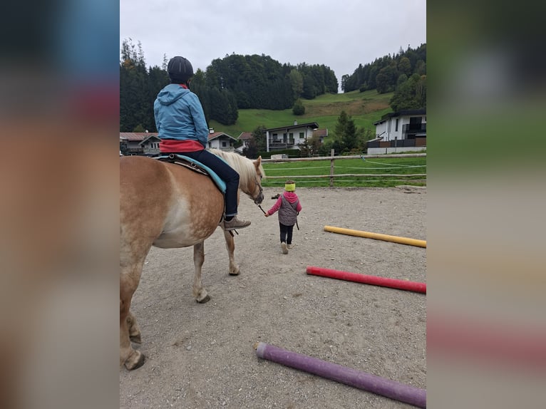 Haflinger Jument 9 Ans 146 cm Alezan in Schwoich