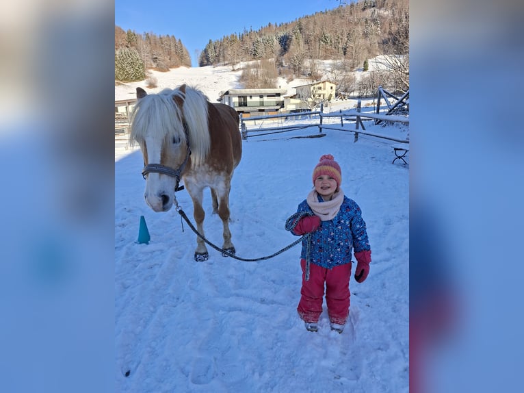 Haflinger Jument 9 Ans 146 cm Alezan in Schwoich