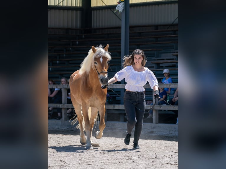 Haflinger Jument 9 Ans 146 cm Alezan in Bürserberg