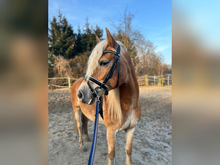 Haflinger Jument 9 Ans 147 cm Alezan in GrevenGreven