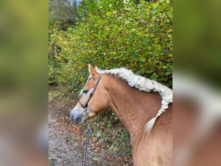 Haflinger Jument 9 Ans 147 cm Alezan in Wernberg