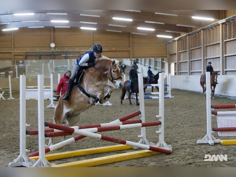 Haflinger Jument 9 Ans 147 cm Alezan in Wernberg