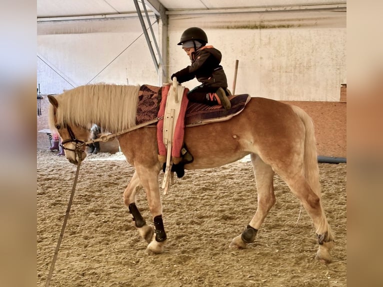 Haflinger Jument 9 Ans 148 cm Alezan in Pelmberg