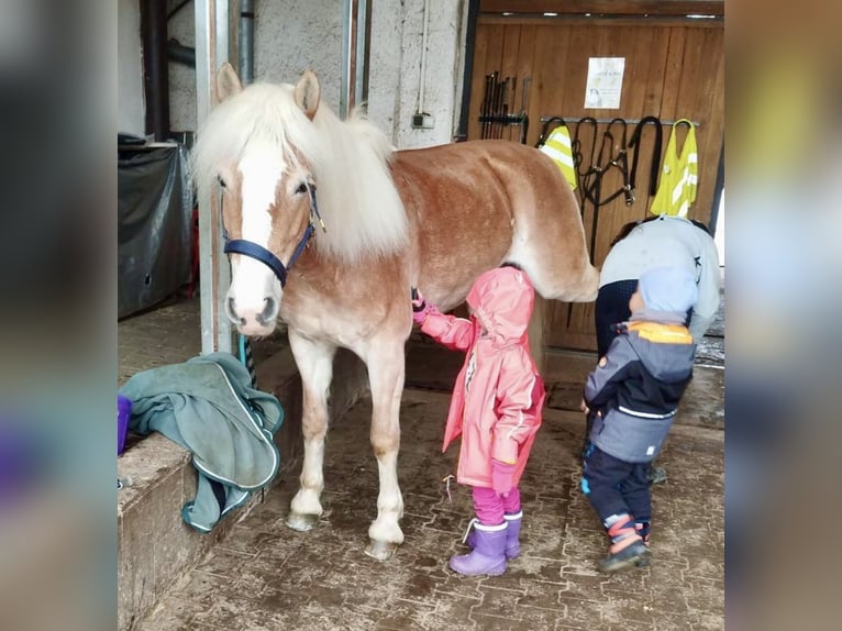 Haflinger Jument 9 Ans 148 cm Alezan in Pelmberg