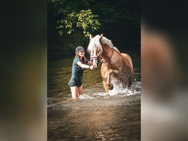 Haflinger Jument 9 Ans 148 cm Alezan in St. Peter/au