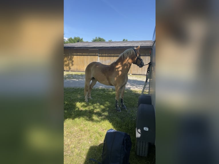 Haflinger Jument 9 Ans 148 cm Alezan in St. Peter/au