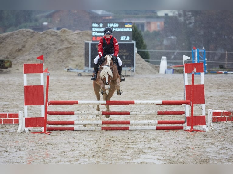 Haflinger Jument 9 Ans 148 cm Alezan in St. Peter/au