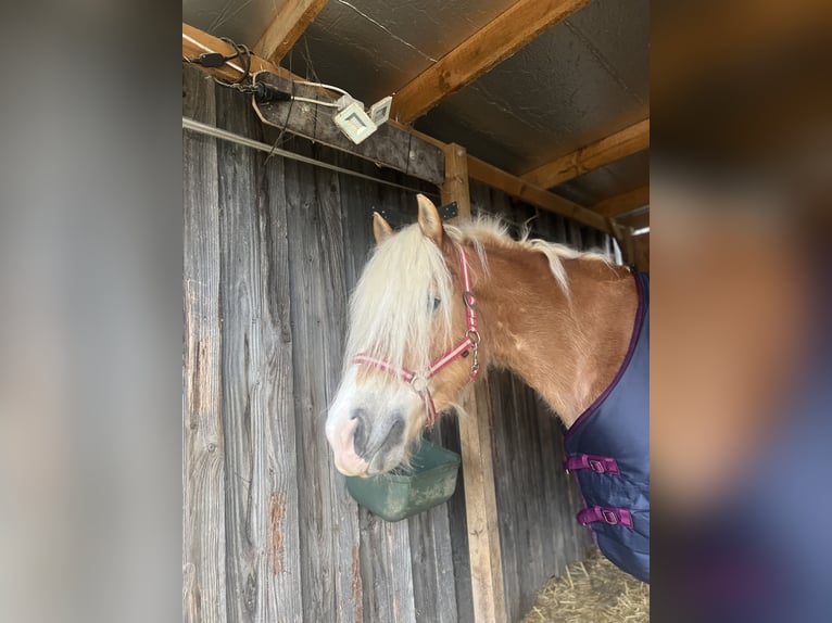 Haflinger Jument 9 Ans 148 cm Alezan in Bad Waldsee