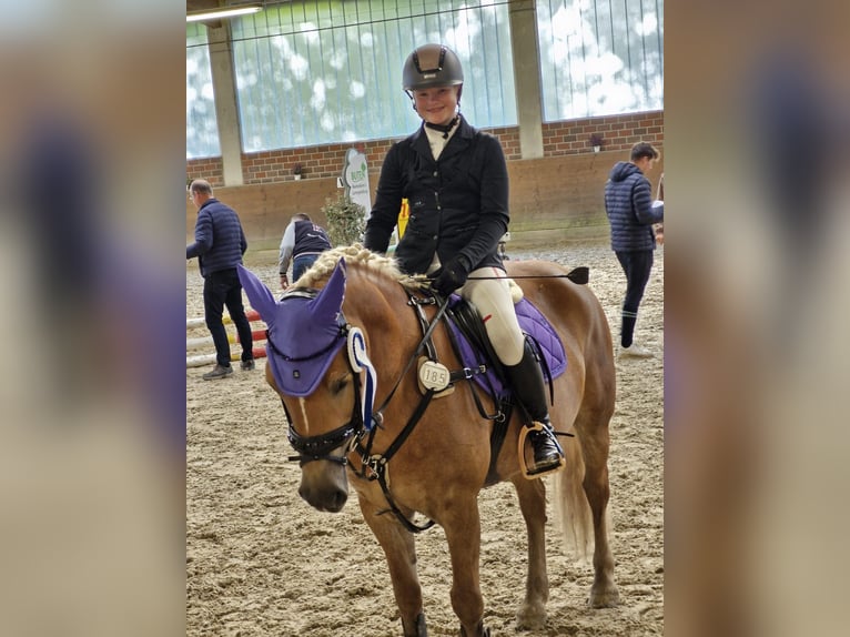 Haflinger Jument 9 Ans 148 cm in Oberlangen