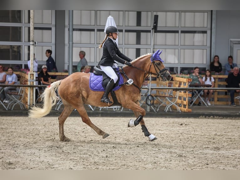 Haflinger Jument 9 Ans 148 cm in Oberlangen