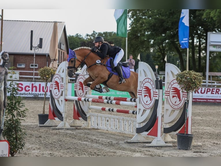 Haflinger Jument 9 Ans 148 cm in Oberlangen