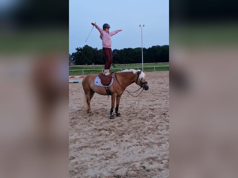 Haflinger Jument 9 Ans 148 cm in Oberlangen
