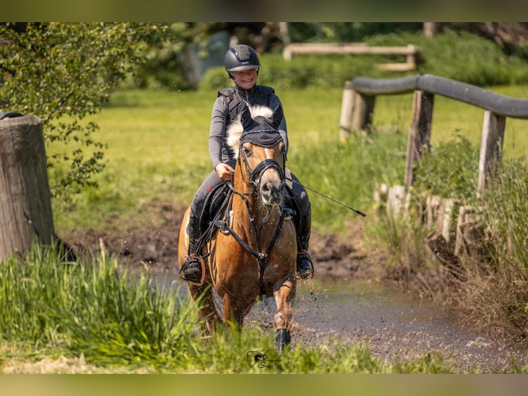 Haflinger Jument 9 Ans 148 cm in Oberlangen