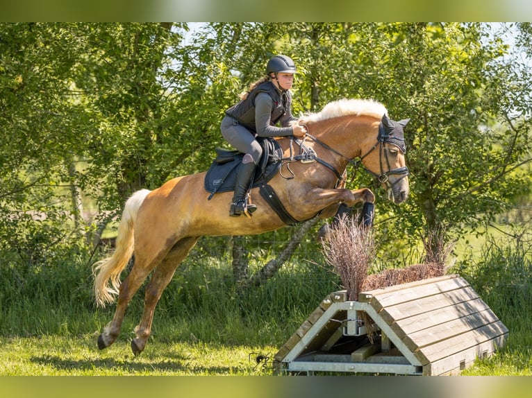 Haflinger Jument 9 Ans 148 cm in Oberlangen