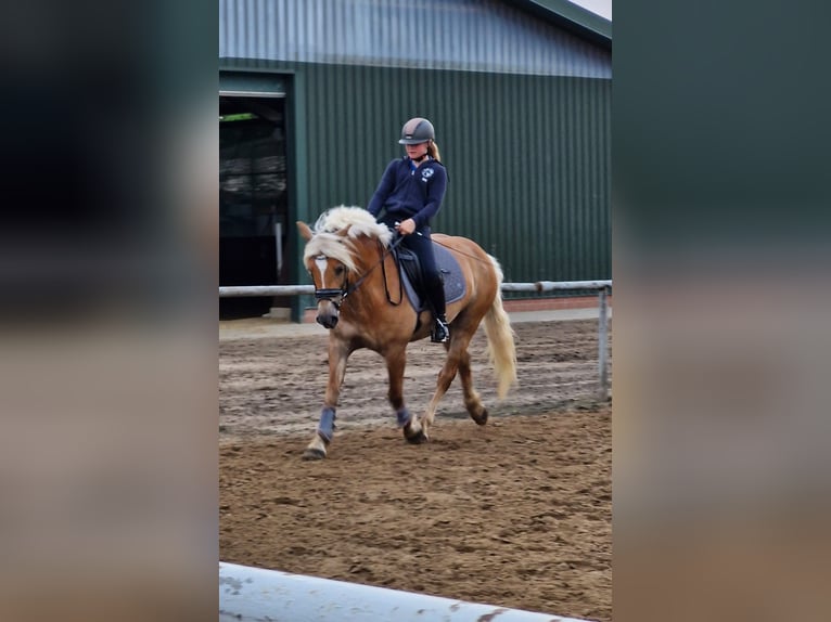 Haflinger Jument 9 Ans 148 cm in Oberlangen