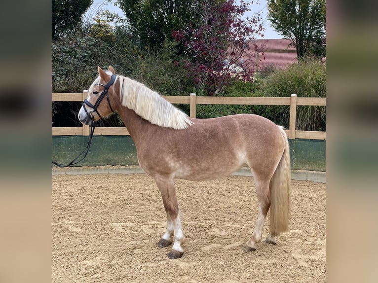 Haflinger Jument 9 Ans 150 cm Alezan in Iggingen