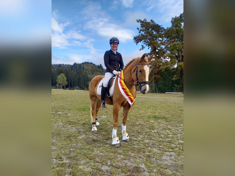 Haflinger Jument 9 Ans 152 cm Alezan in Mariapfarr