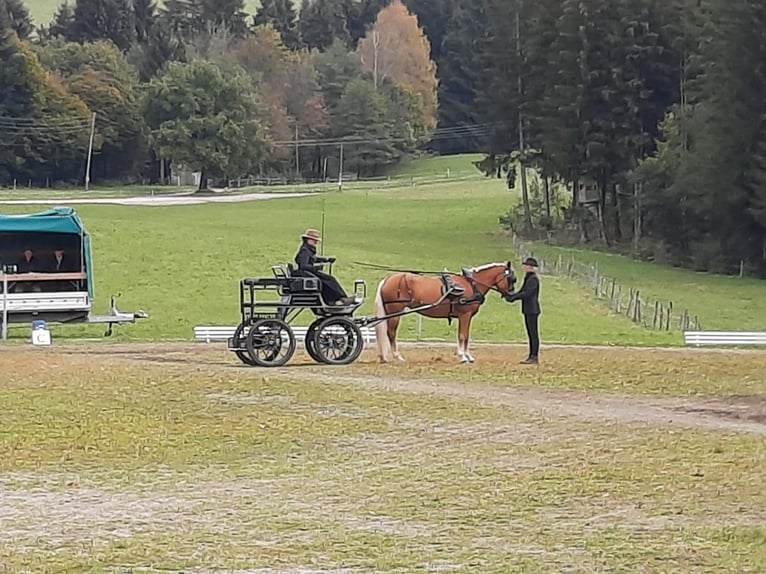 Haflinger Jument 9 Ans 152 cm Alezan in Mariapfarr