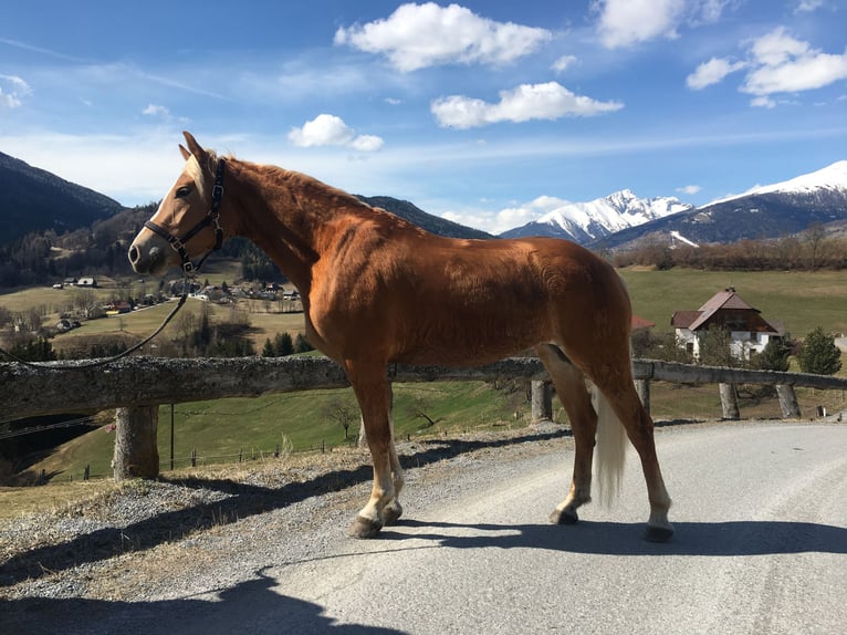 Haflinger Jument 9 Ans 152 cm Alezan in Mariapfarr