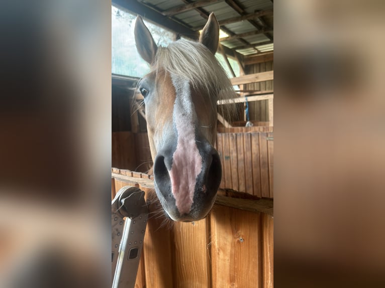 Haflinger Jument 9 Ans 153 cm Palomino in Langsur