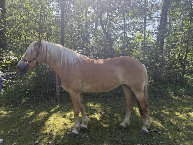 Haflinger Jument 9 Ans 153 cm Palomino in Langsur