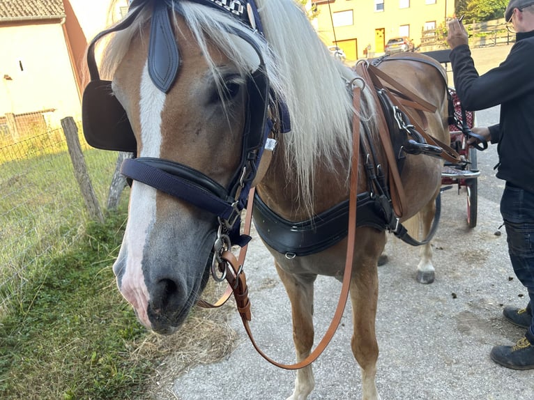 Haflinger Jument 9 Ans 153 cm Palomino in Langsur