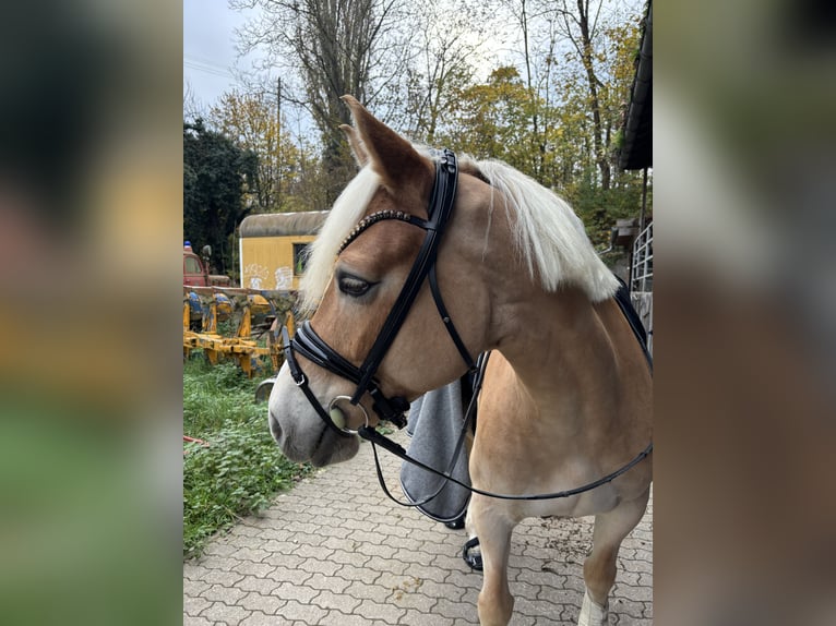 Haflinger Jument 9 Ans 154 cm Alezan in Rheinstetten