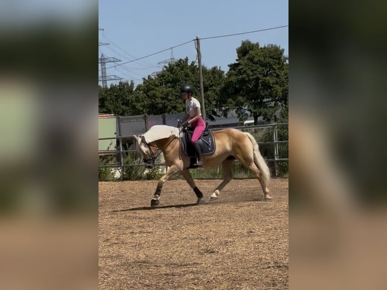 Haflinger Jument 9 Ans 154 cm Alezan in Rheinstetten