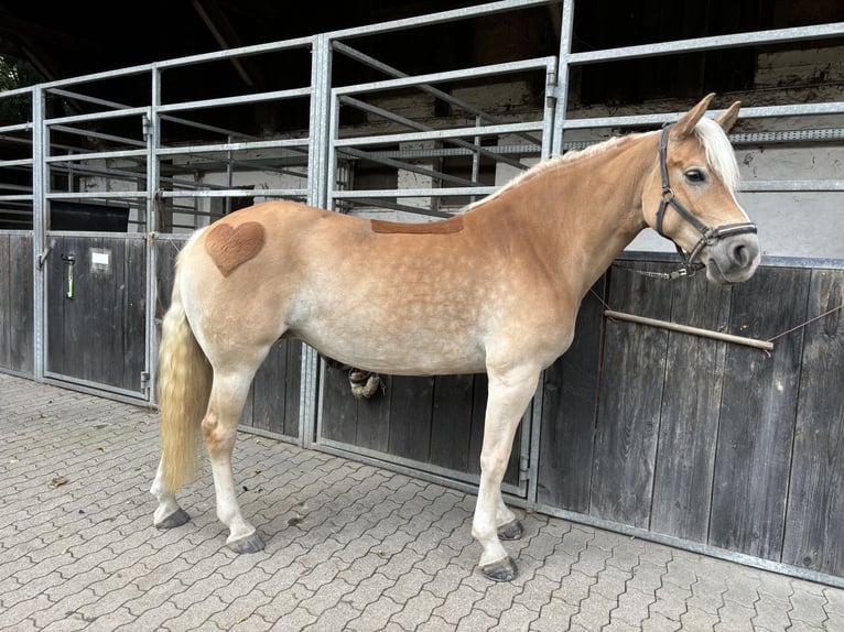 Haflinger Jument 9 Ans 154 cm Alezan in Rheinstetten