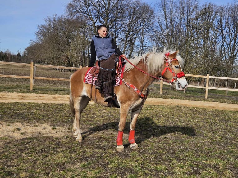 Haflinger Jument 9 Ans 154 cm Alezan in Linkenbach