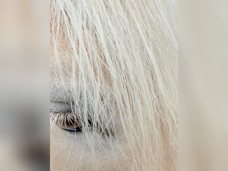 Haflinger Jument 9 Ans 155 cm Alezan in Mainbernheim