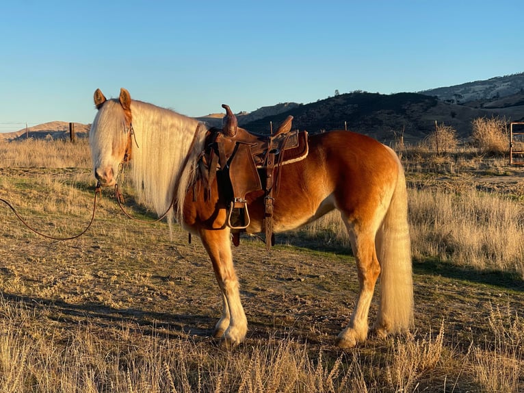 Haflinger Jument 9 Ans Alezan brûlé in Paicines, CA