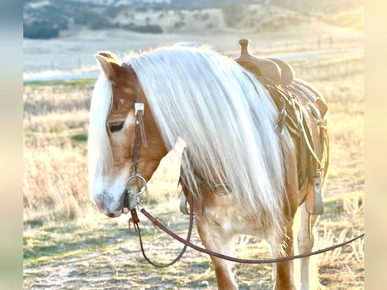 Haflinger Jument 9 Ans Alezan brûlé in Paicines, CA