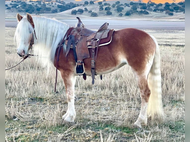 Haflinger Jument 9 Ans Alezan brûlé in Paicines, CA