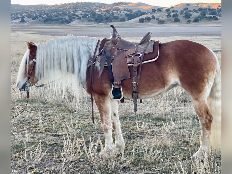 Haflinger Jument 9 Ans Alezan brûlé in Paicines, CA