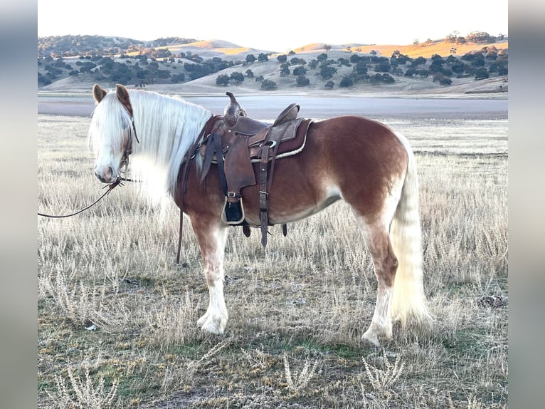 Haflinger Jument 9 Ans Alezan brûlé in Paicines, CA