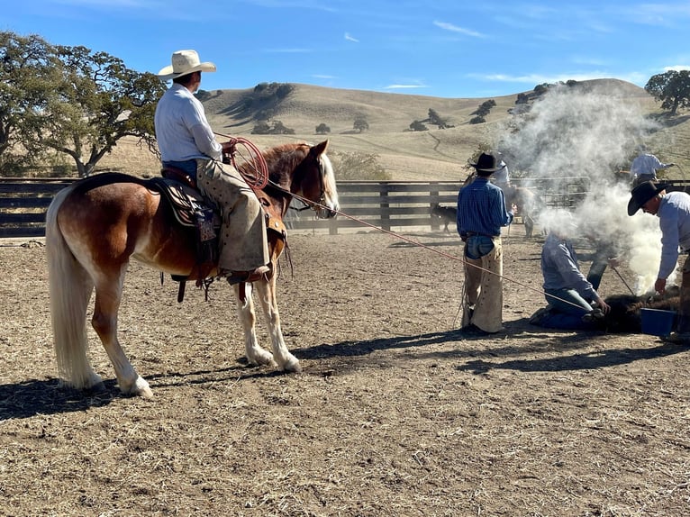 Haflinger Jument 9 Ans Alezan brûlé in Paicines, CA