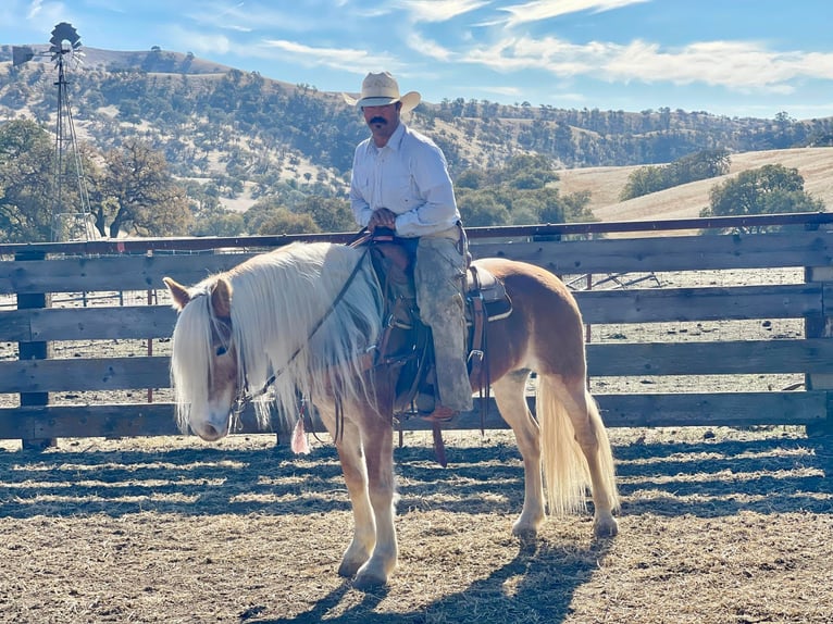 Haflinger Jument 9 Ans Alezan brûlé in Paicines, CA