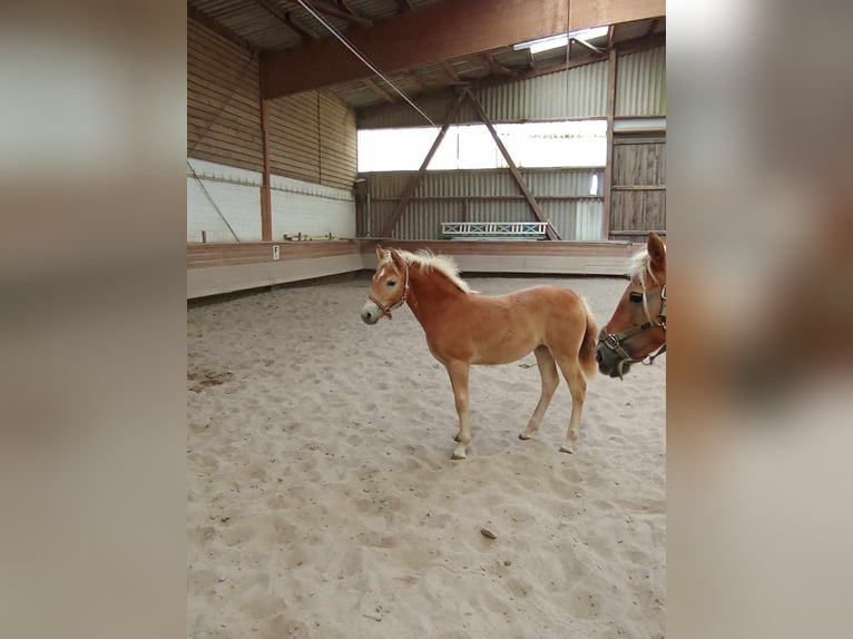 Haflinger Jument Poulain (05/2024) 127 cm Alezan in Kupferzell