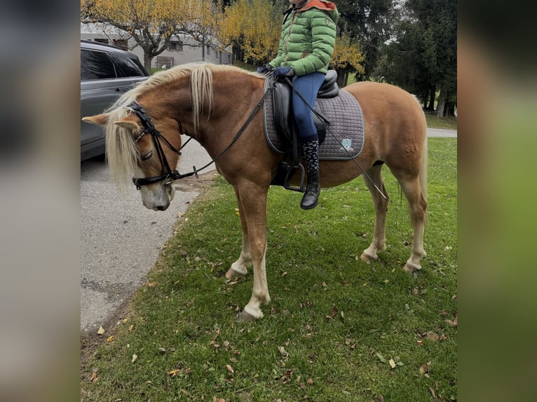Haflinger Jument Poulain (05/2025) 148 cm Alezan in Maria Lankowitz