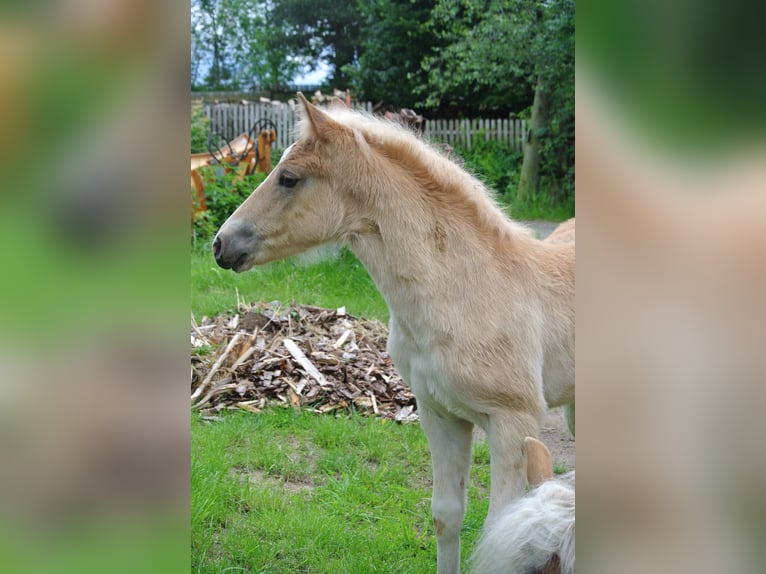 Haflinger Jument Poulain (04/2024) 148 cm in Groß Siegharts