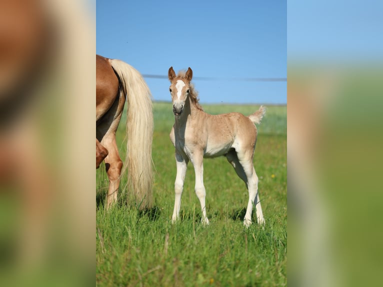 Haflinger Jument Poulain (05/2026) 150 cm Alezan in Erlbach