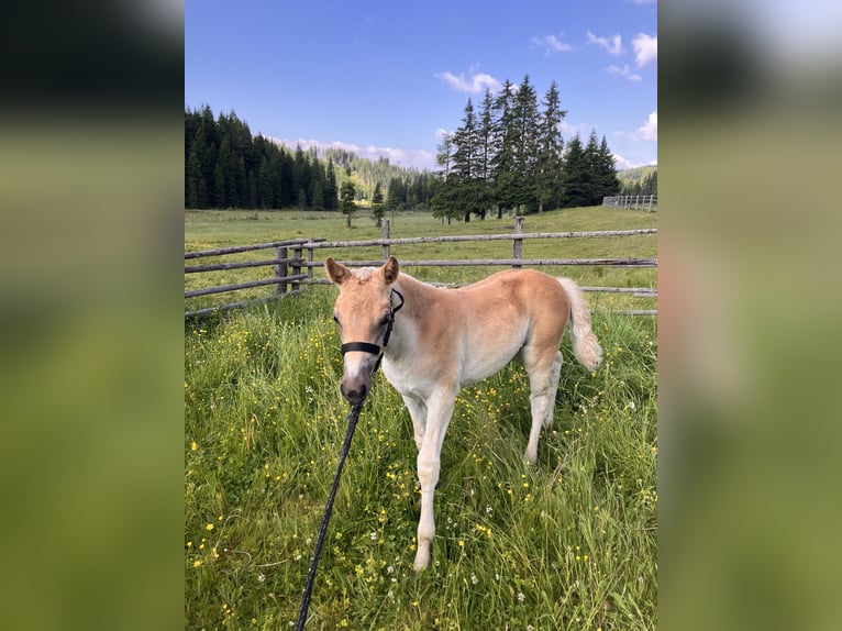 Haflinger Jument Poulain (05/2025) 150 cm Alezan in Tamsweg