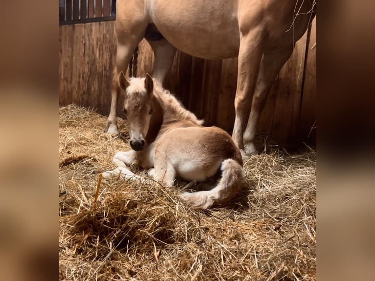 Haflinger Jument Poulain (05/2025) 150 cm Alezan in Tamsweg
