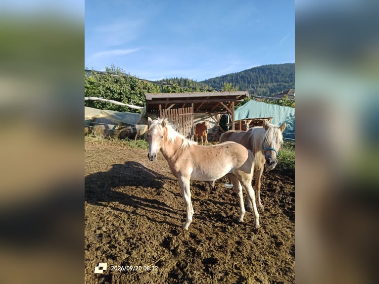 Haflinger Jument Poulain (04/2026) 150 cm Alezan in Novella