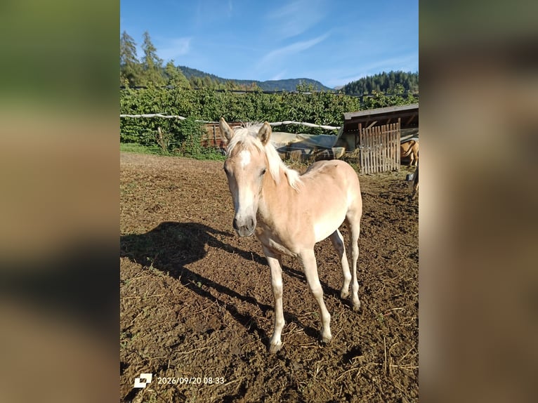 Haflinger Jument Poulain (04/2026) 150 cm Alezan in Novella