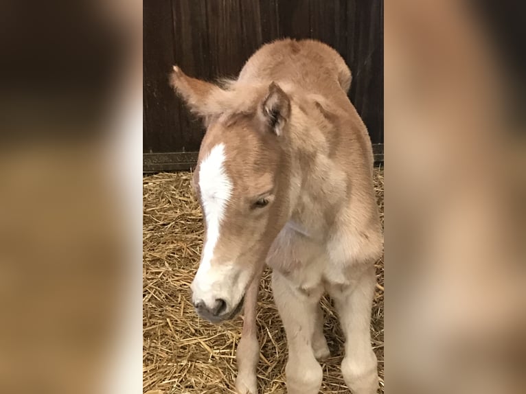 Haflinger Jument  152 cm Alezan in Willingen (Upland)