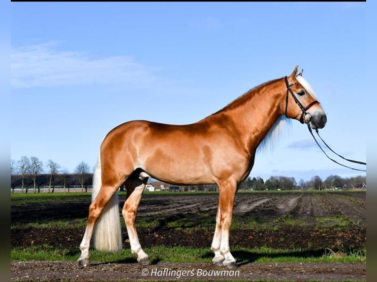 Haflinger Jument Poulain (03/2025) 153 cm Alezan in Emmen