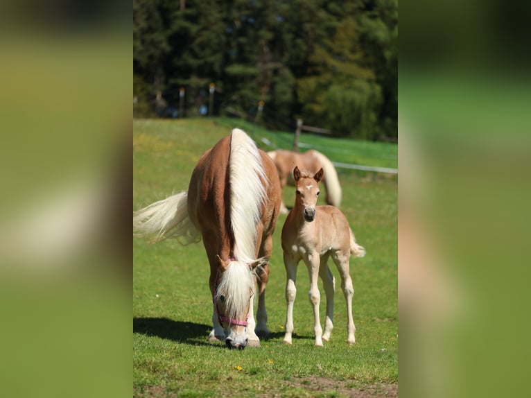 Haflinger Jument Poulain (04/2026) 155 cm Alezan in Erlbach