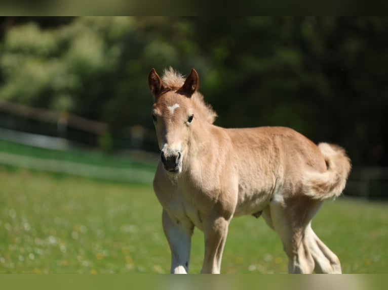 Haflinger Jument Poulain (04/2026) 155 cm Alezan in Erlbach